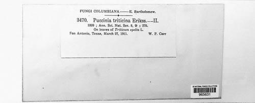 Puccinia recondita image
